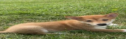 Shiba Inu dogs for sale: Iris - Ad 4