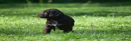 Portuguese Water Dog dogs for sale: Megan - Ad 10