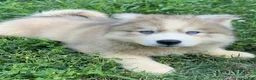 Siberian Husky dogs for sale: ROBBIE - Ad 6