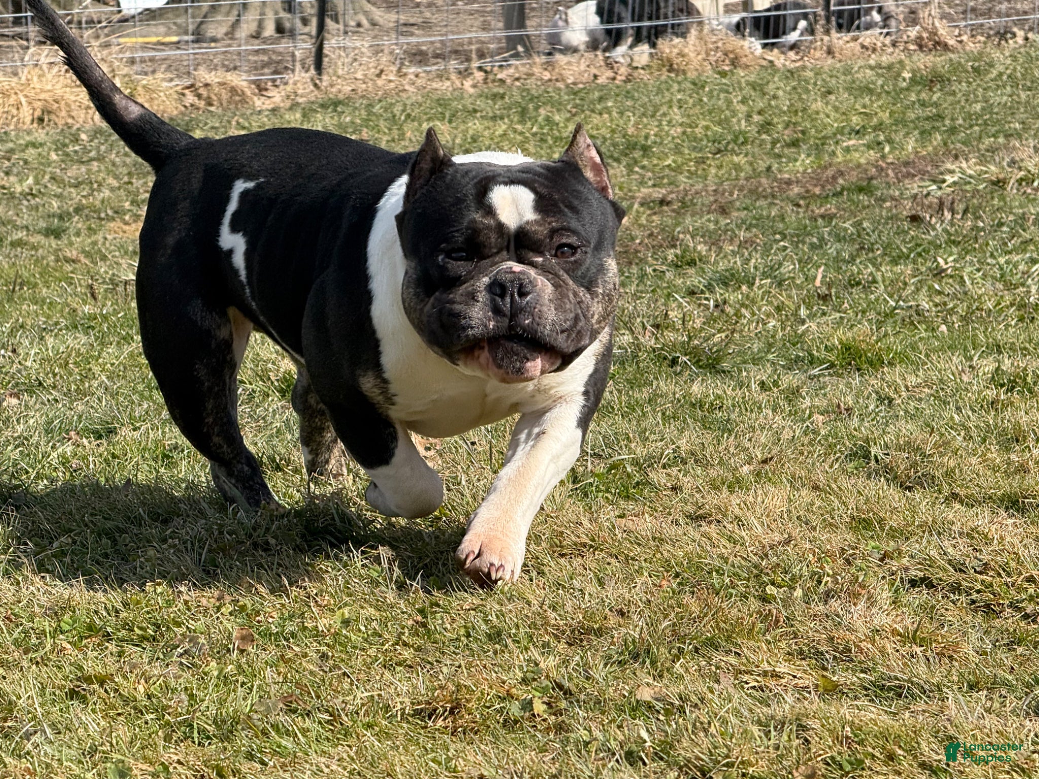 American Bully dogs Cow Tippin’  - Ad 2