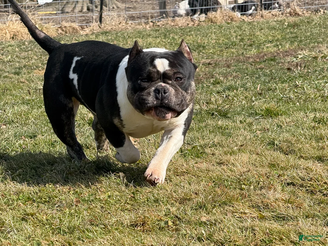 American Bully dogs for sale: Cow Tippin’  - Ad 2