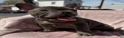 French Bulldog dogs for sale: River - Ad 3