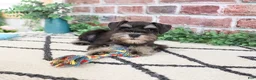 Miniature Schnauzer dogs for sale: Otto  - Ad 5