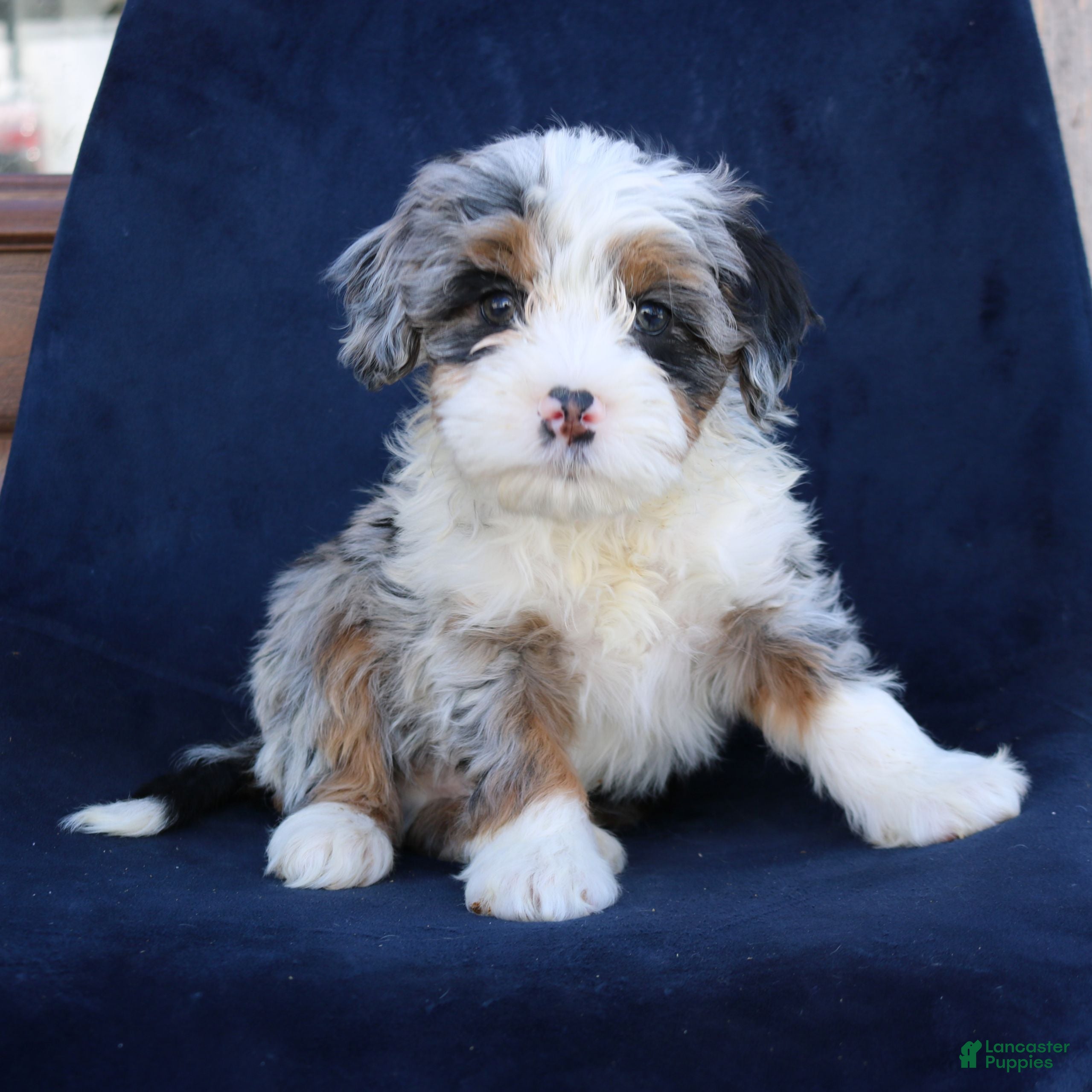 Mini Bernedoodle dogs Falcon  - Ad 15