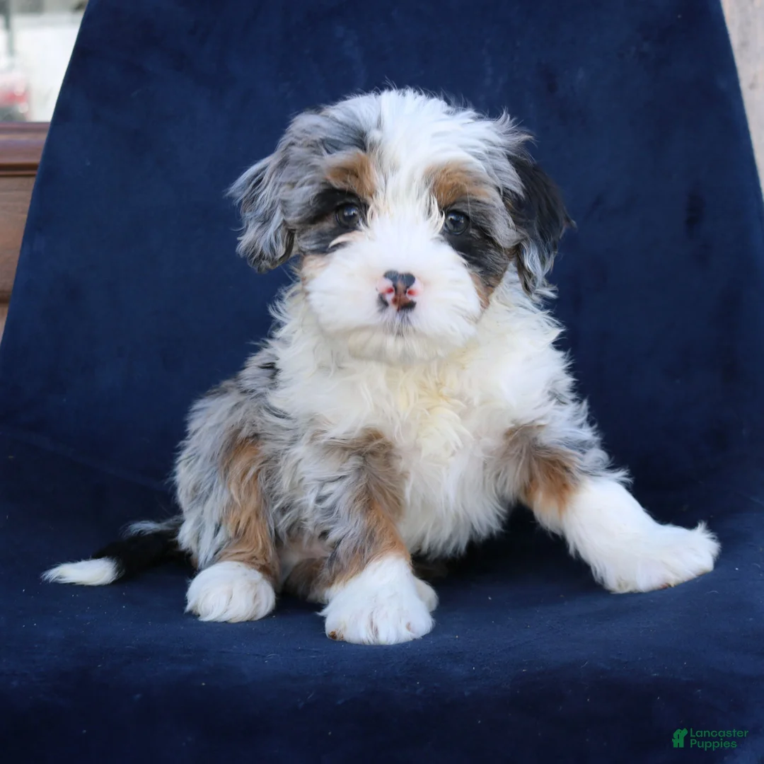 Mini Bernedoodle dogs for sale: Falcon  - Ad 1