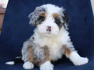 Mini Bernedoodle dogs Falcon - Ad 15
