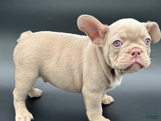 French Bulldog dogs French Bulldog Puppy 1 - Ad 5
