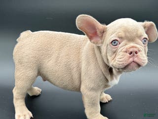 French Bulldog dogs French Bulldog Puppy 1 - Ad 17