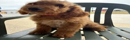 Mini Goldendoodle dogs for sale: Ace - Ad 8