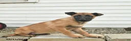 Belgian Malinois dogs for sale: Roxanne - Ad 4