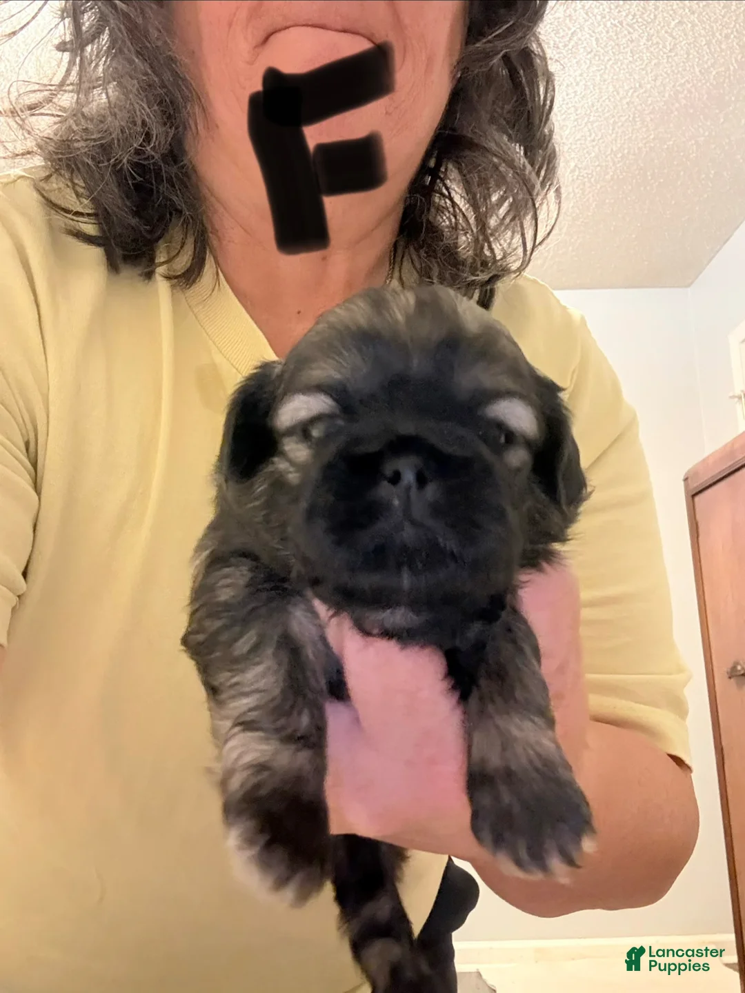 Shih Tzu dogs for sale: Shih Tzu Puppy 5 - Ad 1
