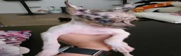 Chihuahua dogs for sale: Tamale - Ad 1