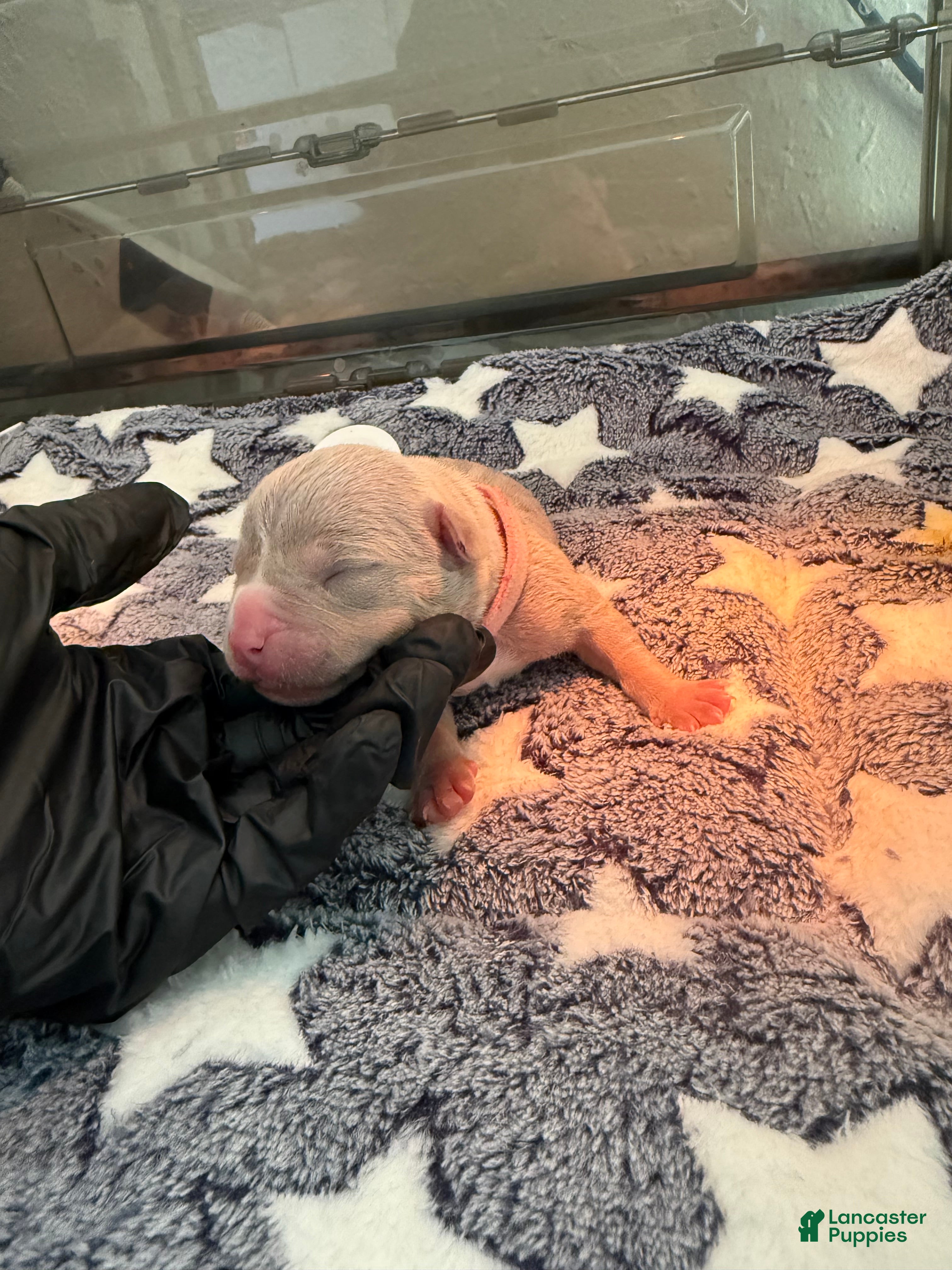 American Bully dogs American Bully 7 - Ad 39