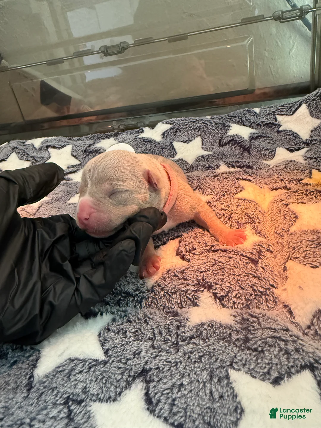 American Bully dogs for sale: American Bully 7 - Ad 1