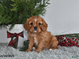 Cavalier King Charles Spaniel dogs Rudolph - Ad 30