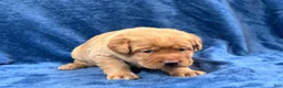 Labrador Retriever dogs for sale: Female #4 aka fourth born pup - Ad 4