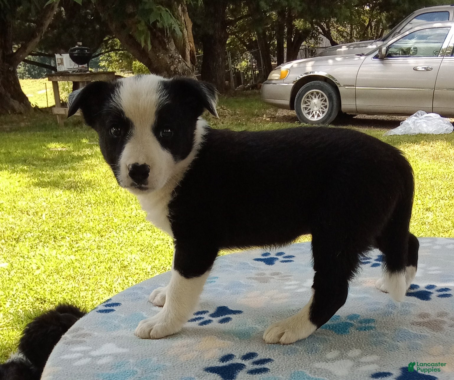 Mixed Breed dogs for sale: Paige - Ad 1