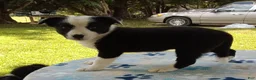 Mixed Breed dogs for sale: Paige - Ad 1