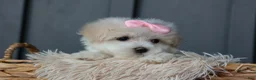 Maltese dogs for sale: OLENNA - Ad 15