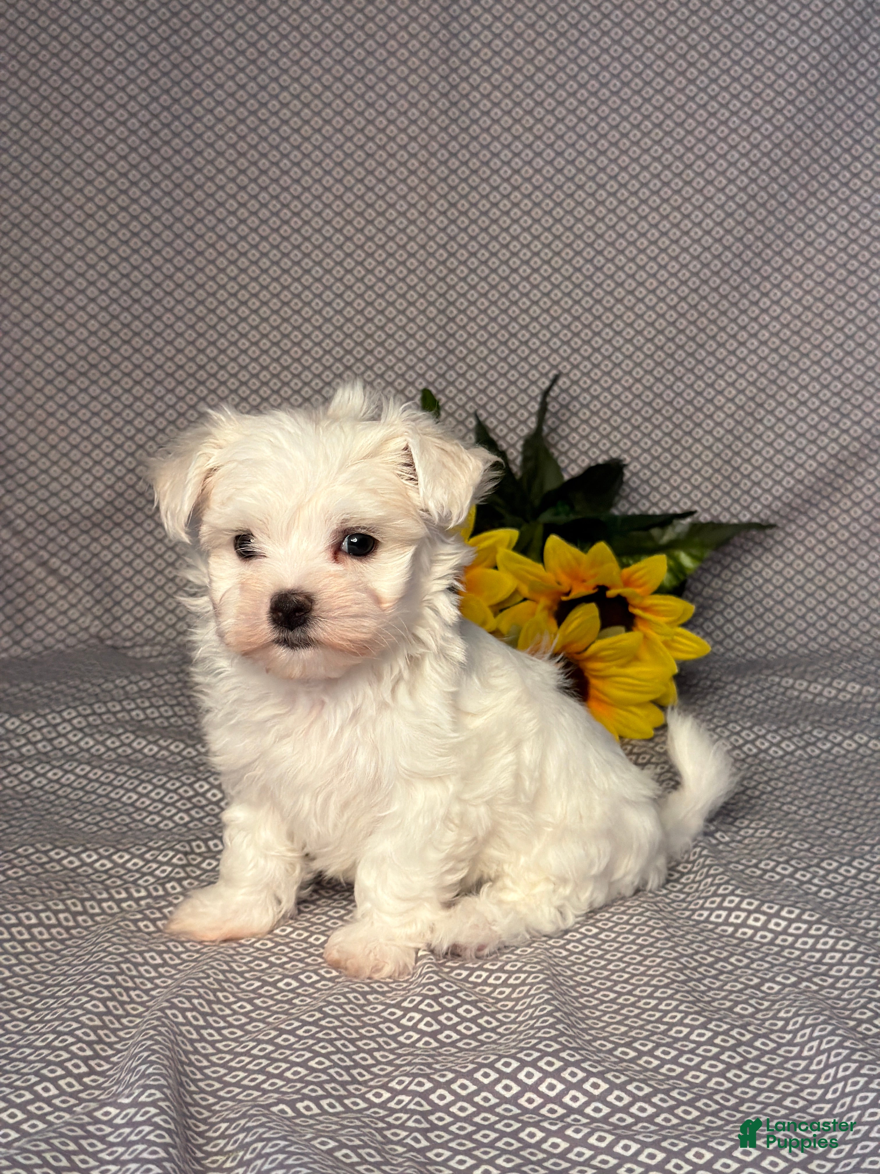 Maltese dogs Ryder - Ad 2