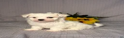Maltese dogs for sale: Ryder - Ad 2