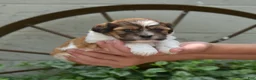 Teddy Bear dogs for sale: Sushi - Ad 1
