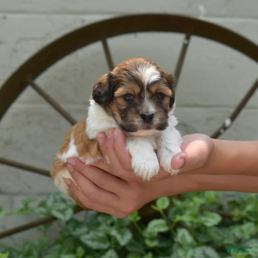 Teddy Bear dogs for sale: Sushi - Ad 1