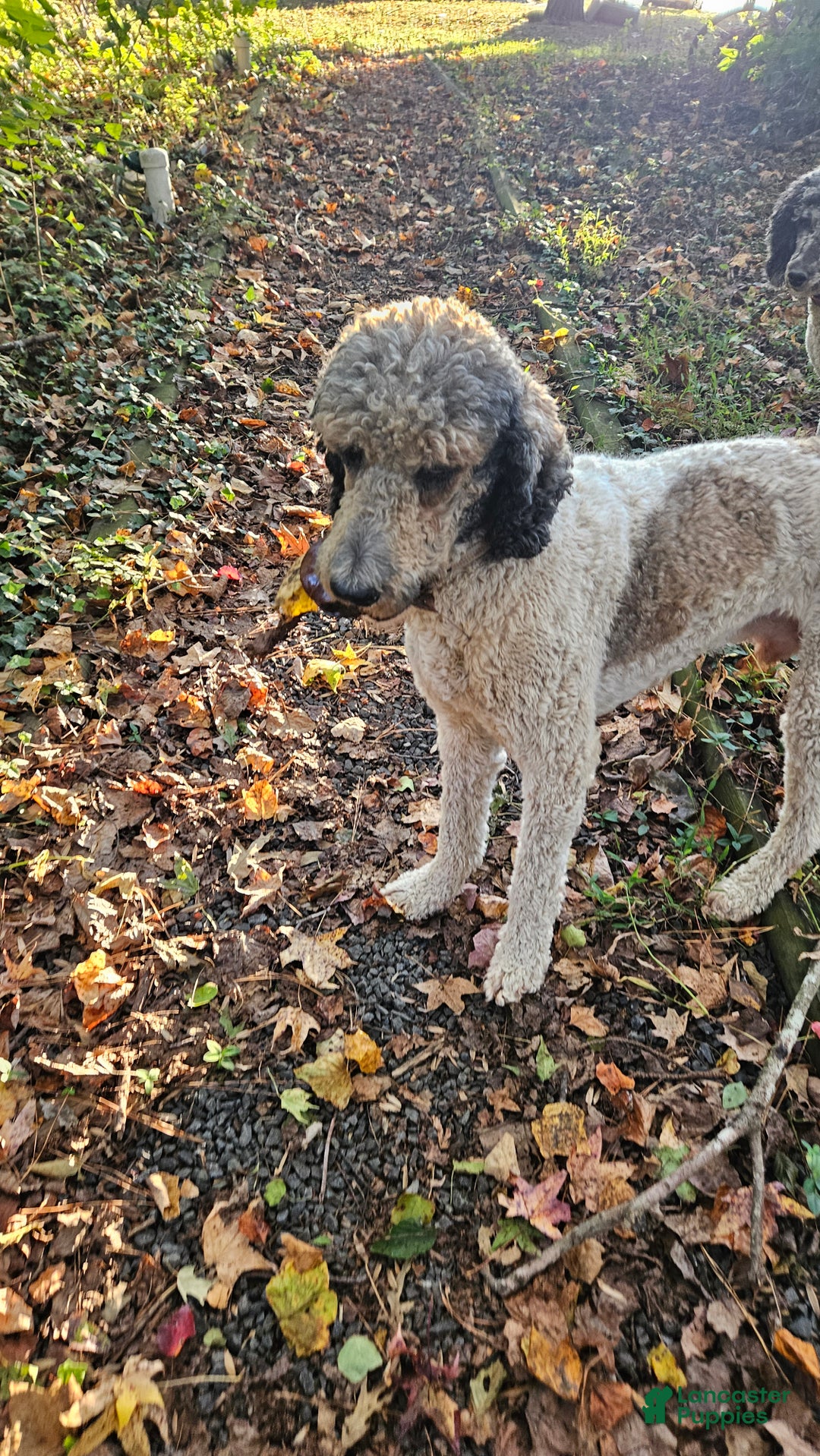 Standard Poodle dogs for stud: Standard Poodle 1 puppies - Ad 5