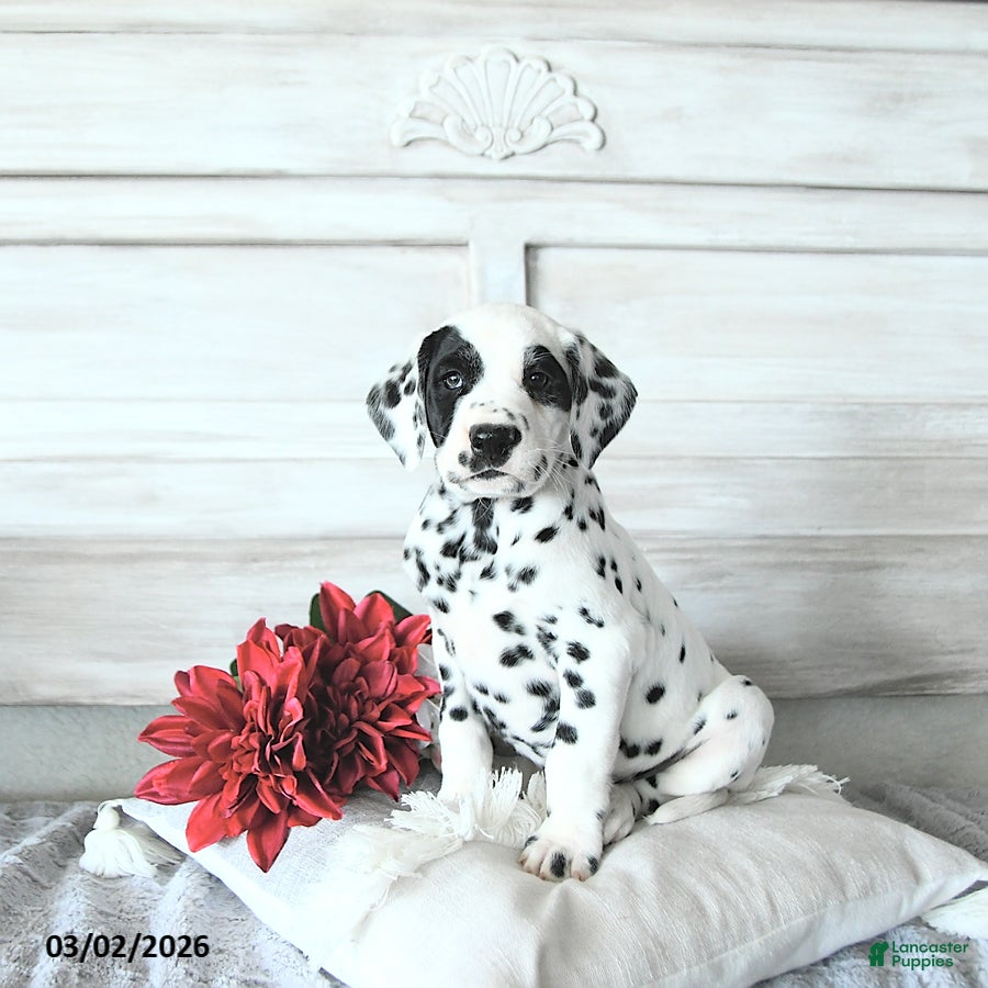 Dalmatian dogs Bandit - Ad 1