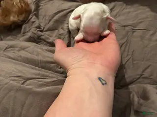 Mixed Breed dogs Mixed Breed Puppy 2 - Ad 23