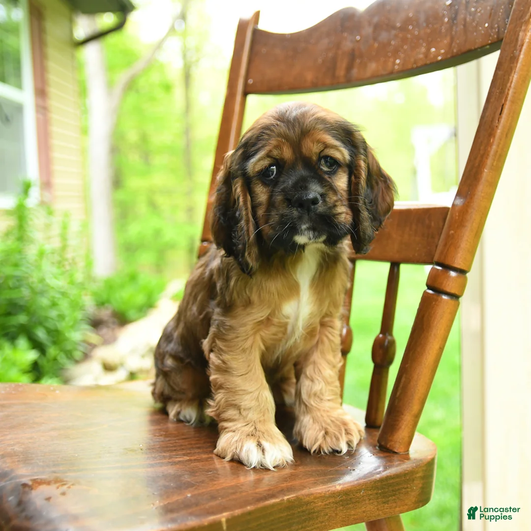 Cocker Spaniel dogs for sale: Bubbles - Ad 5