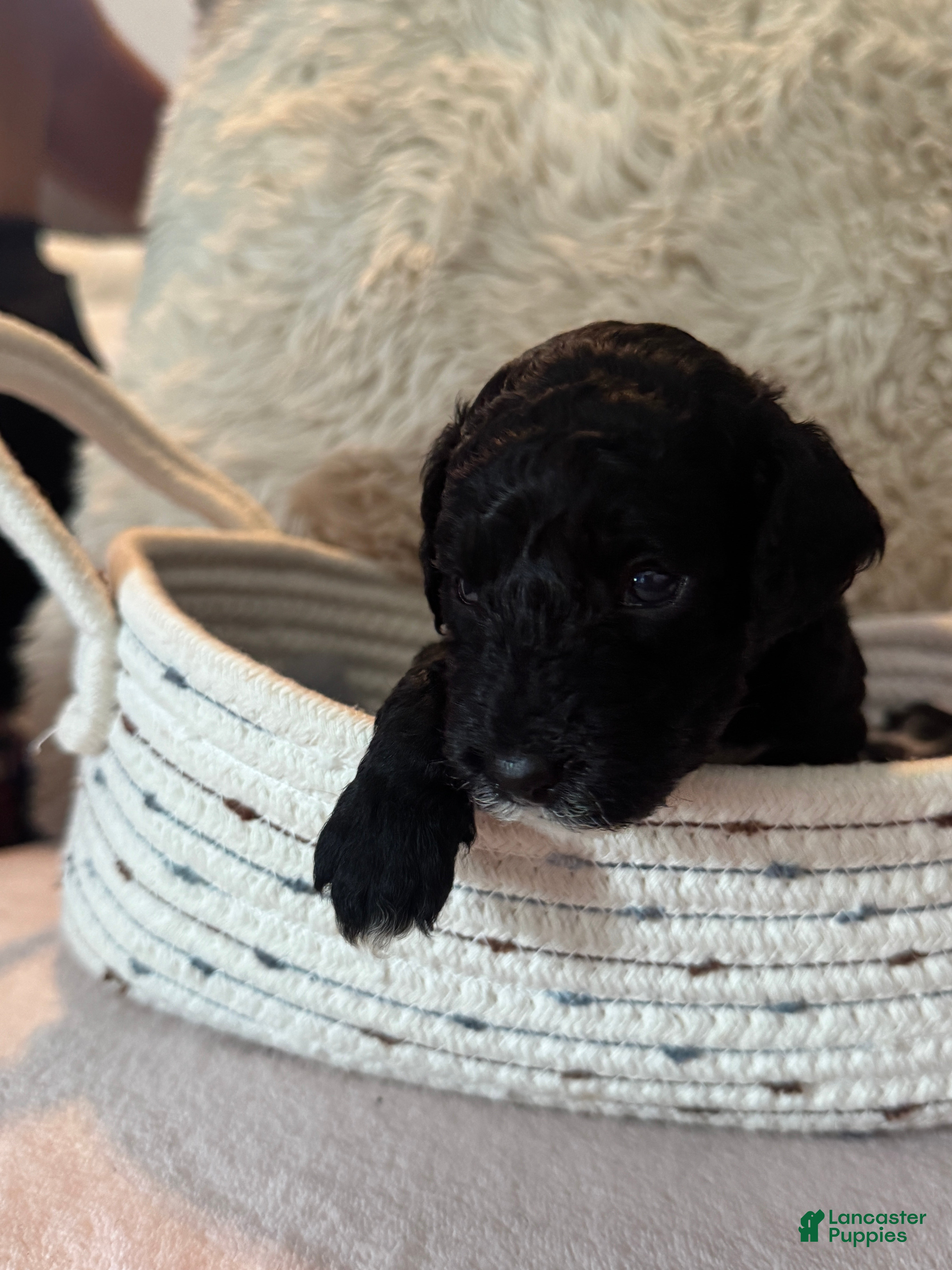 Toy Poodle dogs Stella - Ad 1