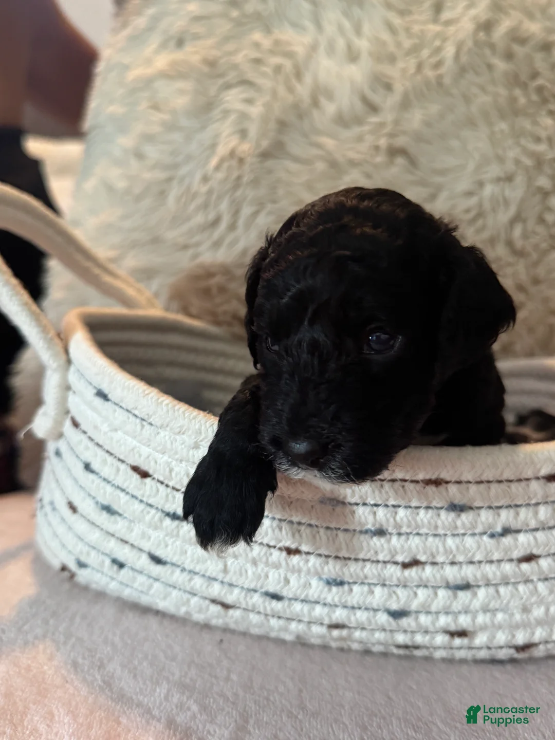 Toy Poodle dogs for sale: Stella - Ad 1