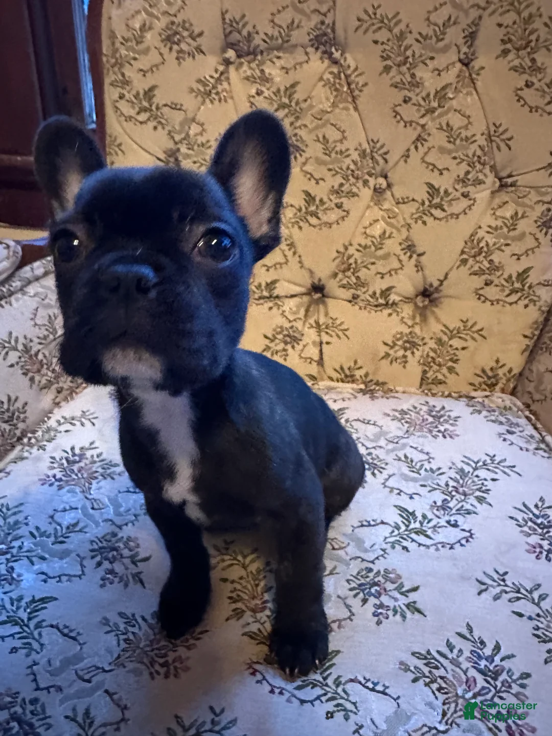 French Bulldog dogs for sale: French Bulldog 2 - Ad 1