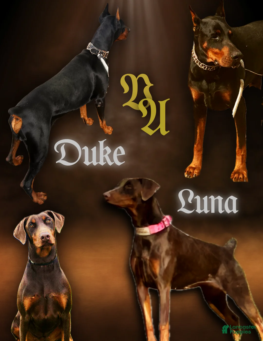 Doberman Pinscher dogs for sale: Zara - Ad 2