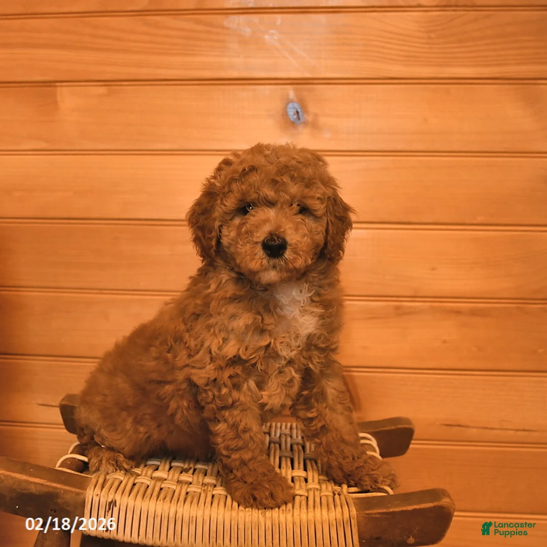 Mini Goldendoodle dogs for sale: Reese  - Ad 1