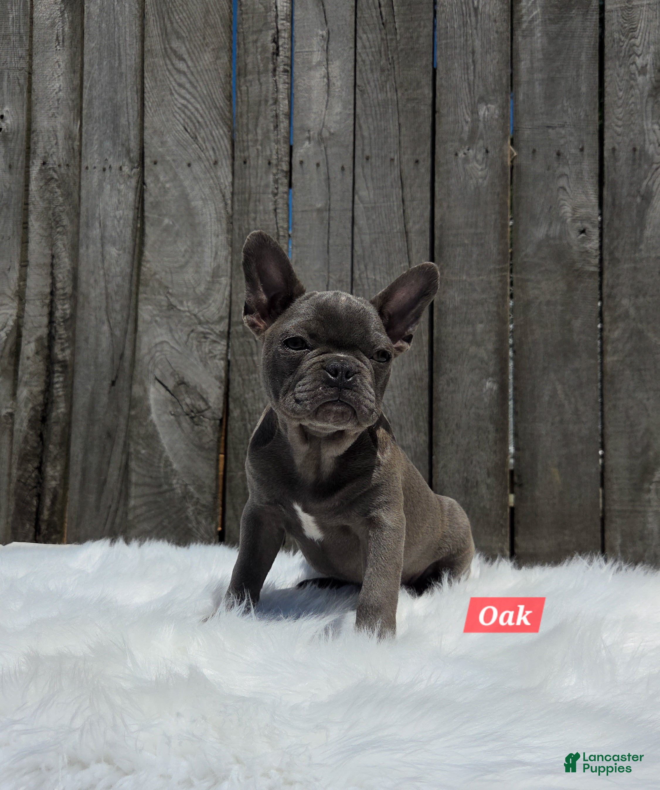 Mixed Breed dogs for sale: Oak - Ad 1