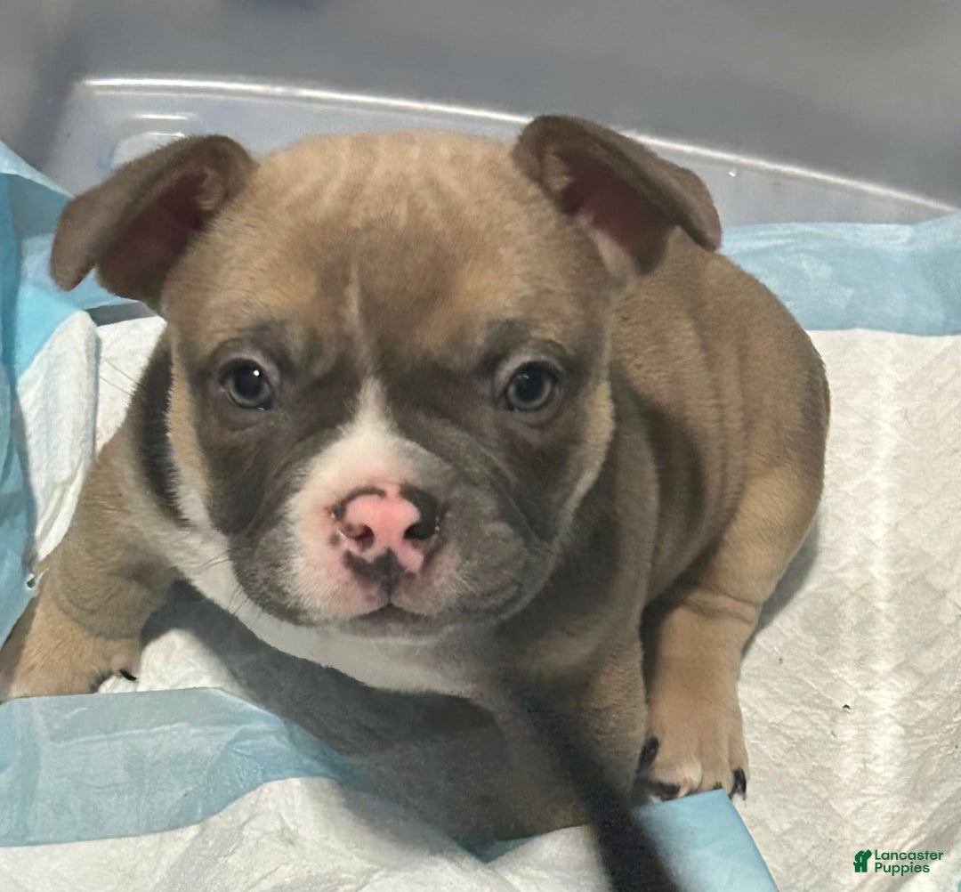 Gallery Image {{count}}