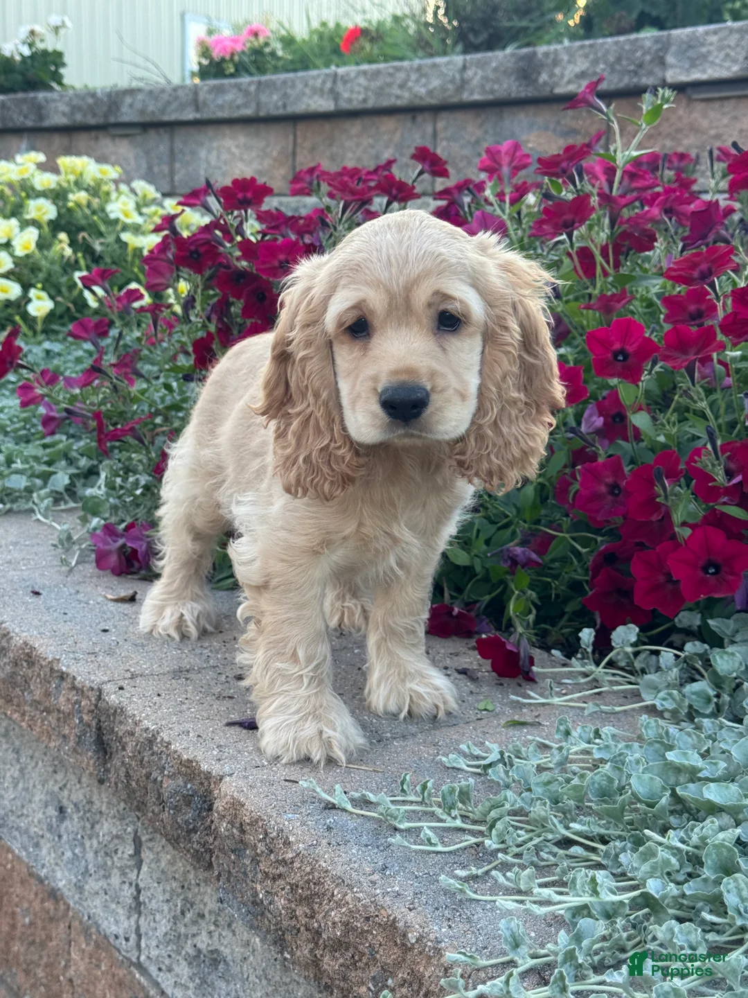 Cocker Spaniel dogs for sale: Captain - Ad 2