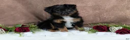 Toy Australian Shepherd dogs for sale: Bronson - Ad 2
