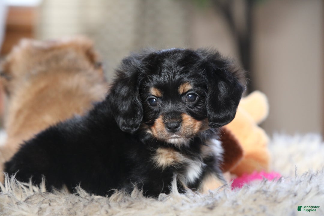 Mixed Breed dogs for sale: Cavalon Midnight - Ad 20