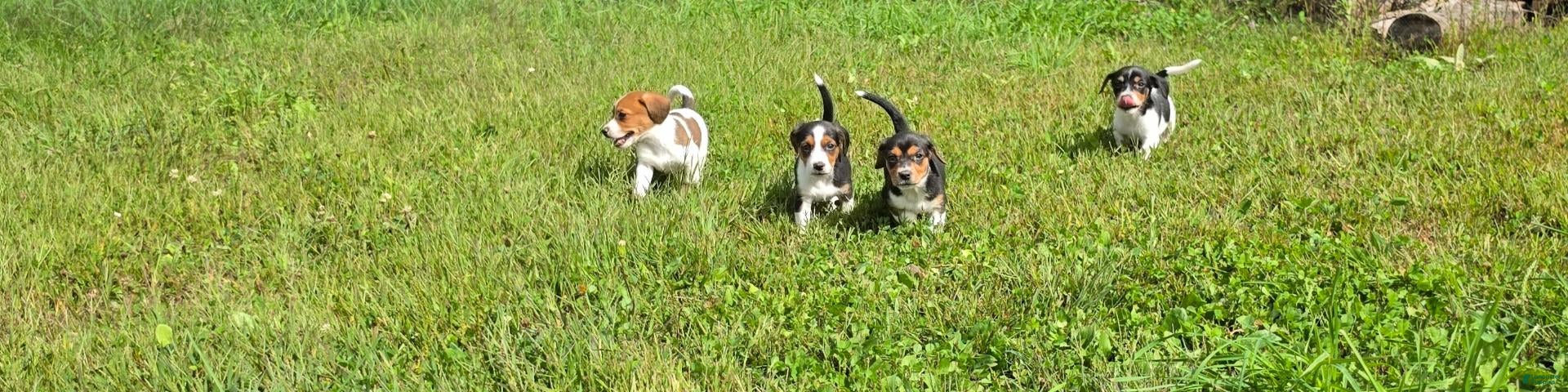 Mixed Breed dogs Mixed Breed 2 - Ad 2