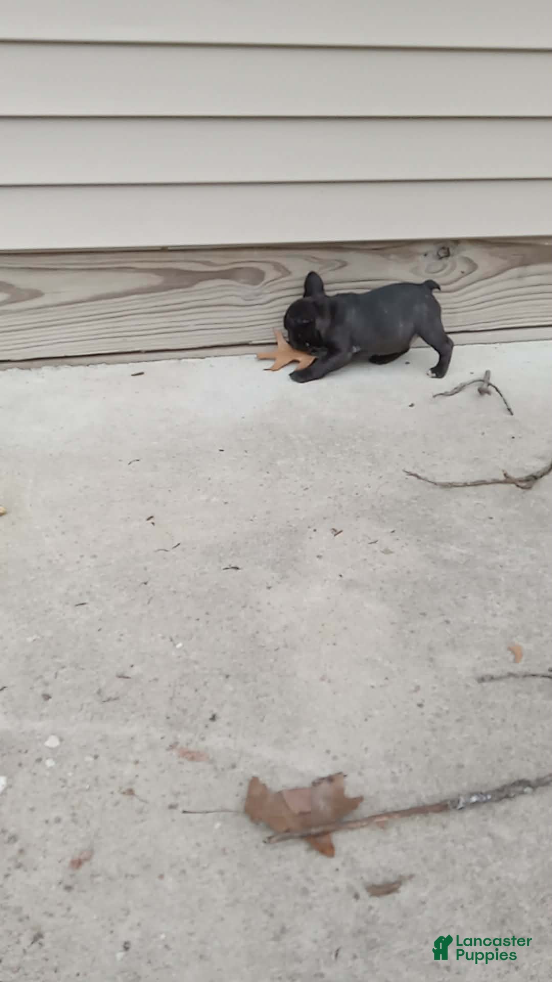 French Bulldog dogs Jelly bean - Ad 37