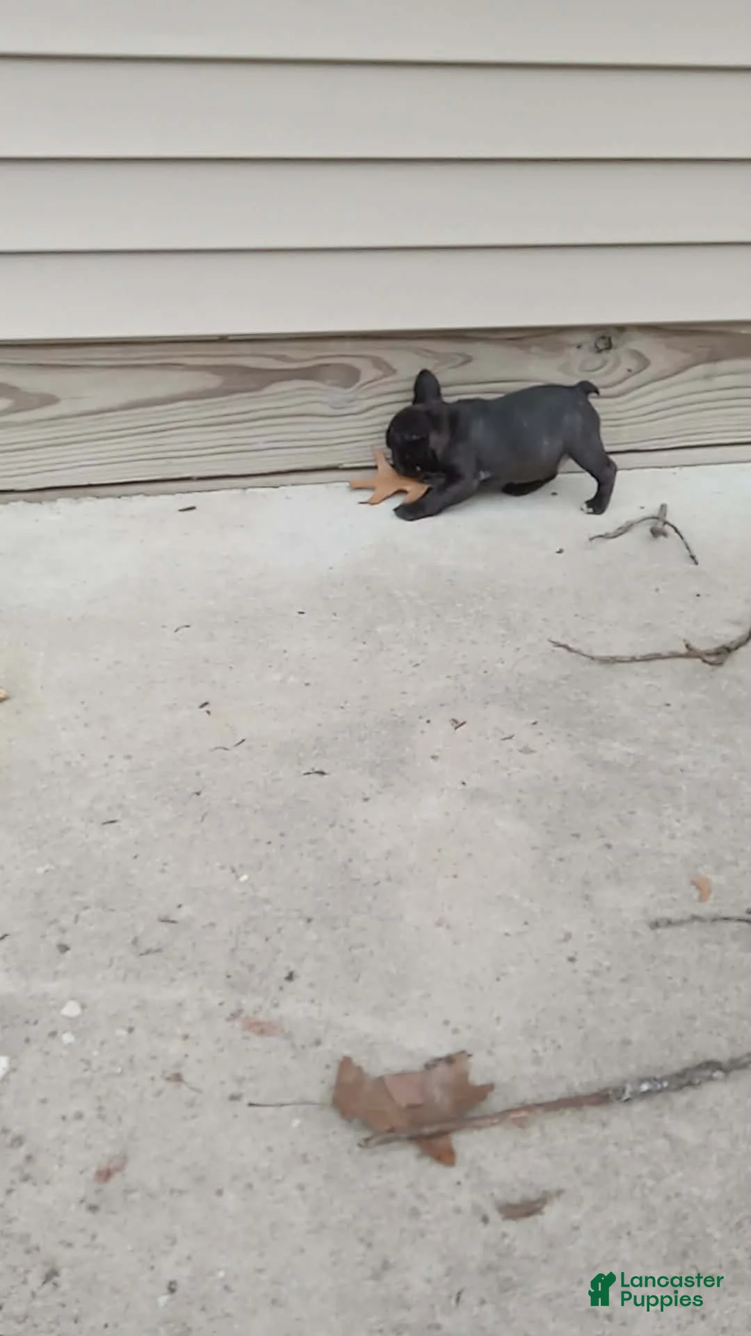 French Bulldog dogs for sale: Jelly bean - Ad 2