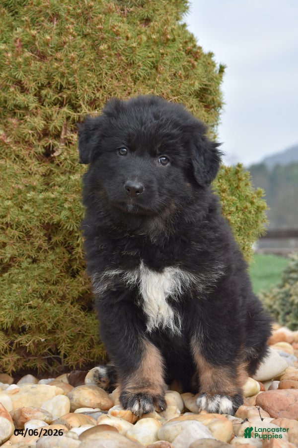 Mixed Breed dogs Mylee - Ad 1