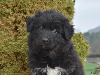 Mixed Breed dogs for sale: Mylee - Ad 1