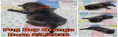 Pug Puppy Boy Orange