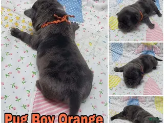 Pug dogs Pug Puppy Boy Orange - Ad 7