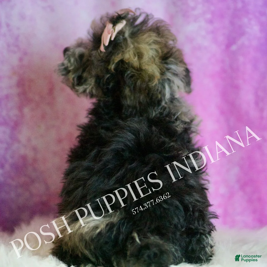 Toy Poodle dogs for sale: Ivy - Ad 7