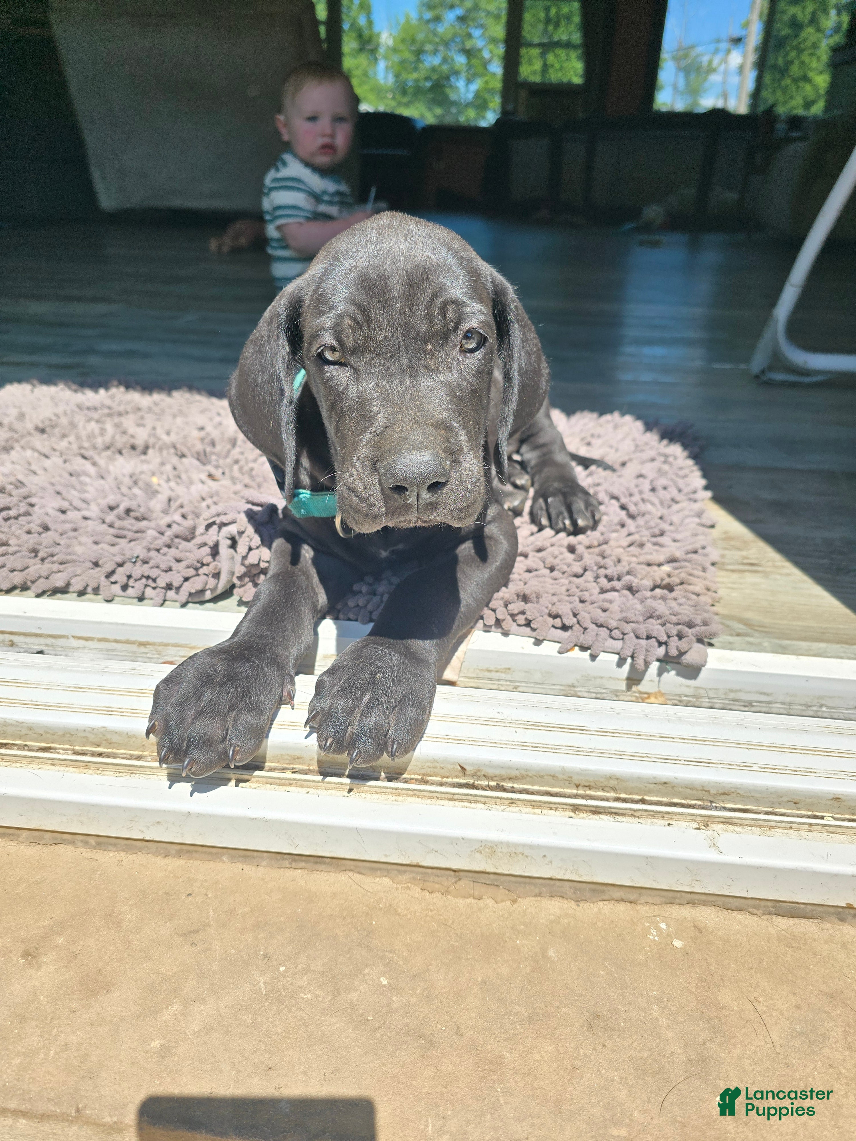 Mixed Breed dogs Blue - Ad 1